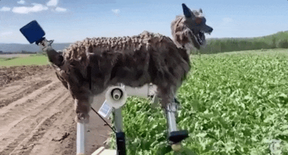 日本「機器狼」紅到國外！雙眼冒紅光、大吼 90 分貝，變身超獵奇「驅熊神器」