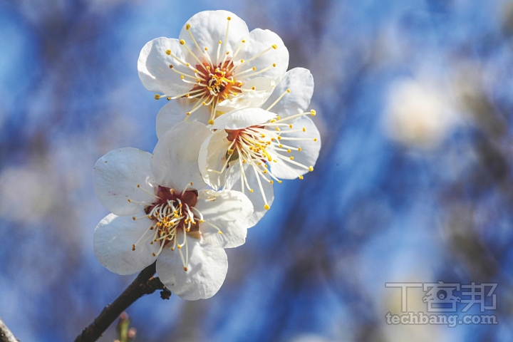 白色梅花具有很強的純淨感，搭配冬季的冷調氛圍，讓影像極為優雅。