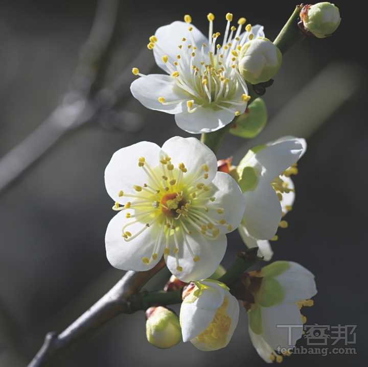 側光能輕易展現出花朵的立體度，使得影像更為銳利且富有層次。