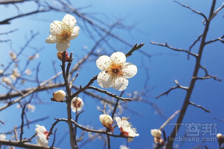 順光拍攝白色梅花可清楚呈現花瓣紋理，但要記得留意曝光結果。