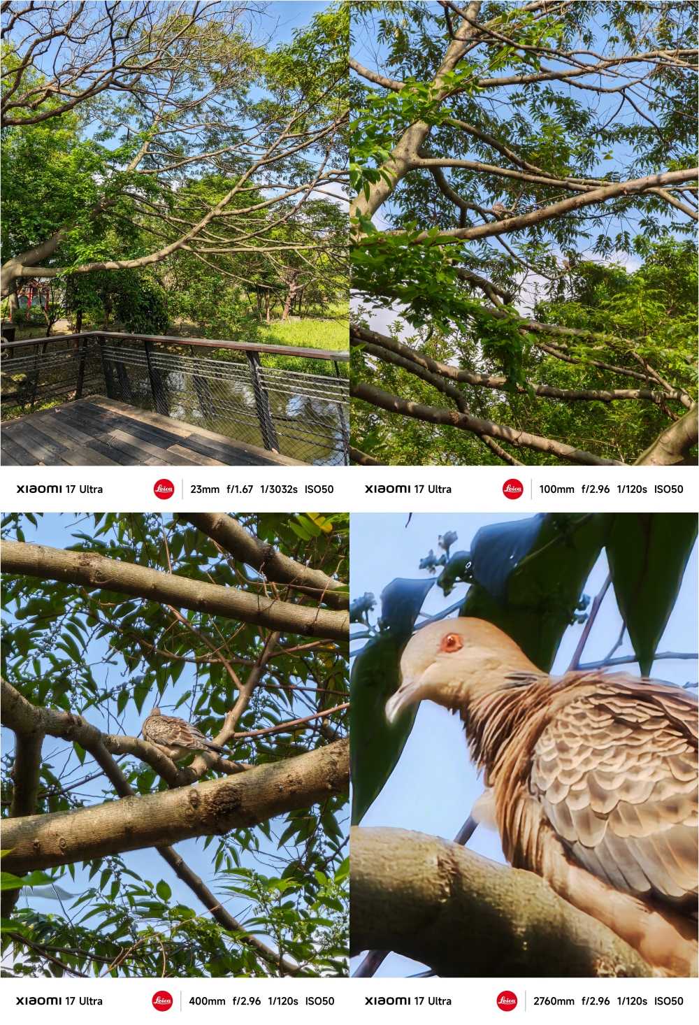 左上角是 23mm 主鏡頭拍出去的畫面，中間樹枝上有一隻金背鳩，切到右上角的 100mm 長焦可以稍微拍到，切到左下角的 400mm 長焦更清楚，雖然畫質稍微有點犧牲，但尚可接受的程度，最遠可以變焦到 120x 變焦，相當於等效焦距 2760mm 左右，雖然細節少了不少，但主體是可以拍到的。