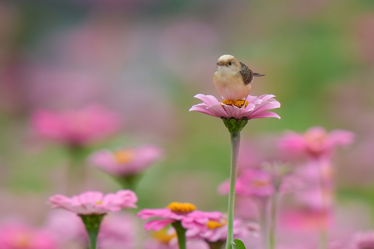 Sony α7R VI + FE 400mm F2.8 GM OSS + SEL20TC、800mm，F5.6、1/2500s、ISO 2000。（看大圖）