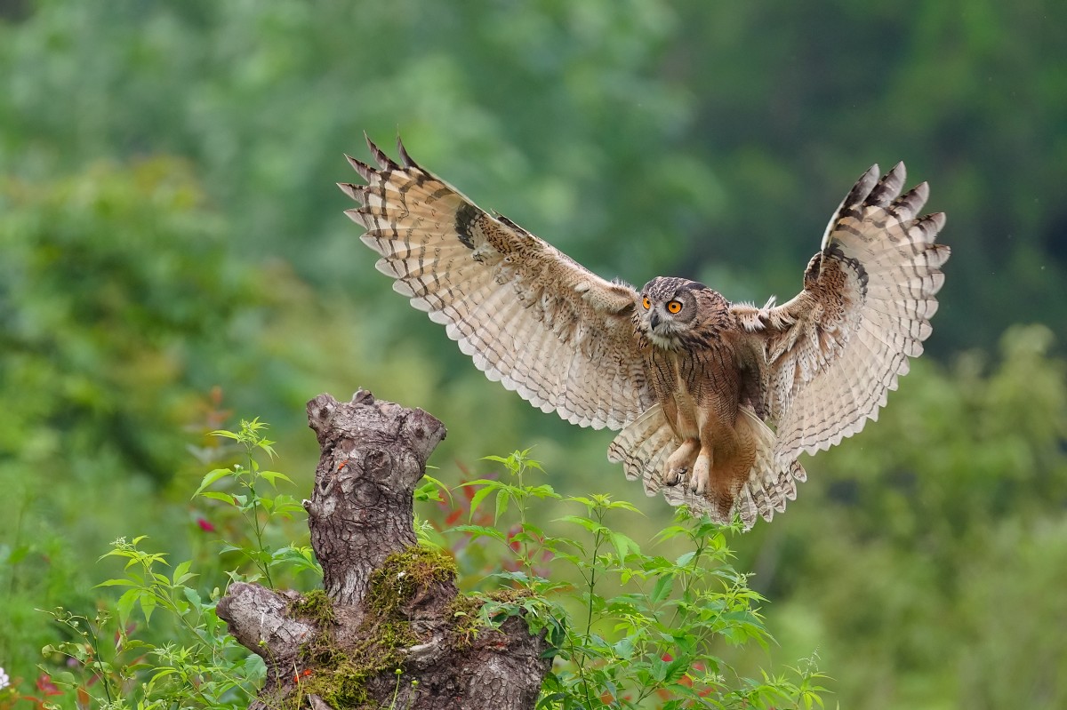 Sony FE 100-400mm F4.5 GM OSS 飛羽攝影實戰:畫質與機動性表現能達到資深玩家的標準嗎?