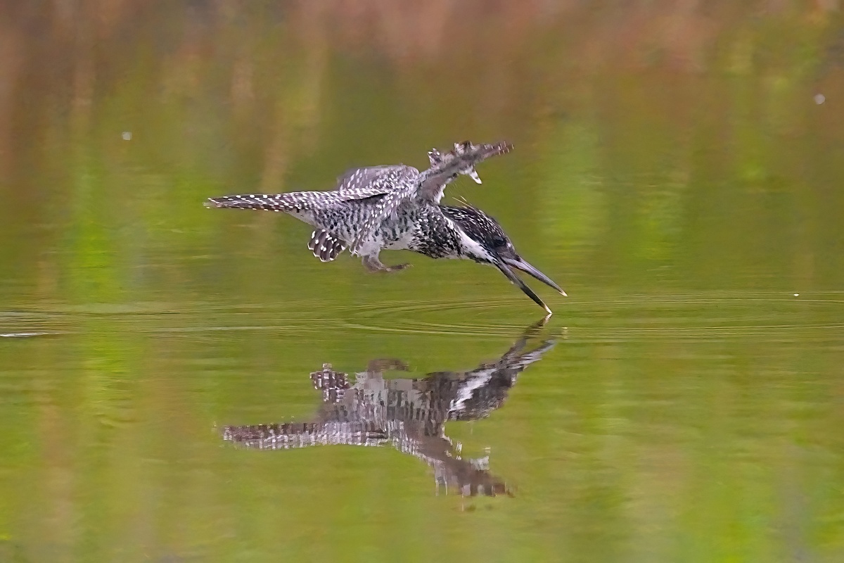 Sony FE 100-400mm F4.5 GM OSS 飛羽攝影實戰:畫質與機動性表現能達到資深玩家的標準嗎?