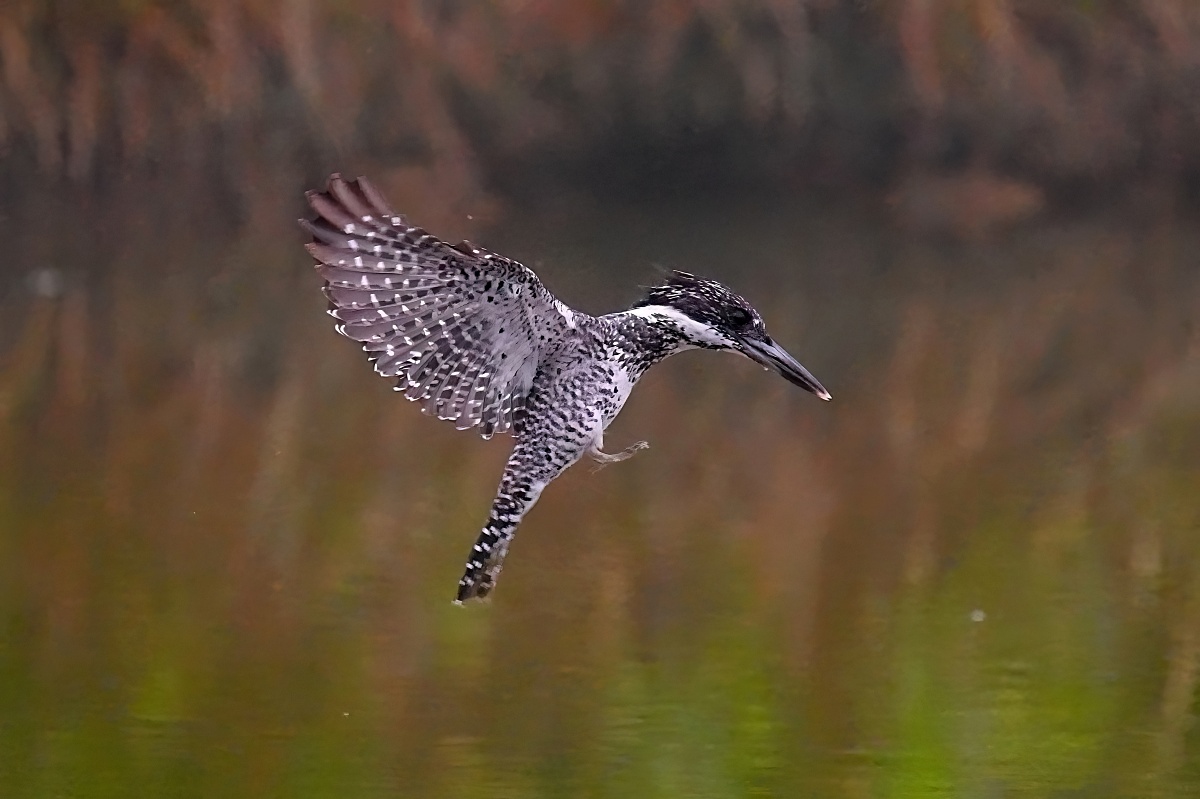 Sony α7R VI + SEL100400MC + SEL14TC、560mm,F6.3、1/1000s、ISO 12800,冠魚狗。(看大圖)