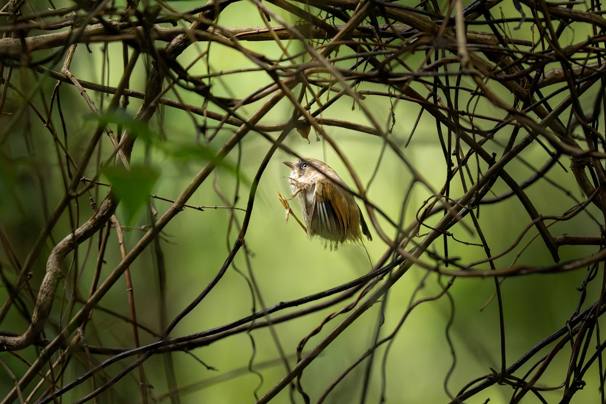 Sony α7R VI + SEL100400MC、400mm，F4.5、1/2000s、ISO 10000，褐頭花翼 (看大圖)