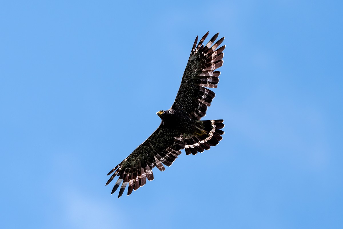 Sony α1 II + SEL600F40GM，F4、1/10000s、ISO 1600，大冠鷲〔看大圖〕