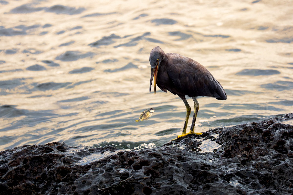 Sony α9 III + SEL100400MC、400mm，F4.5、1/12800s、ISO 3200，岩鷺〔看大圖〕