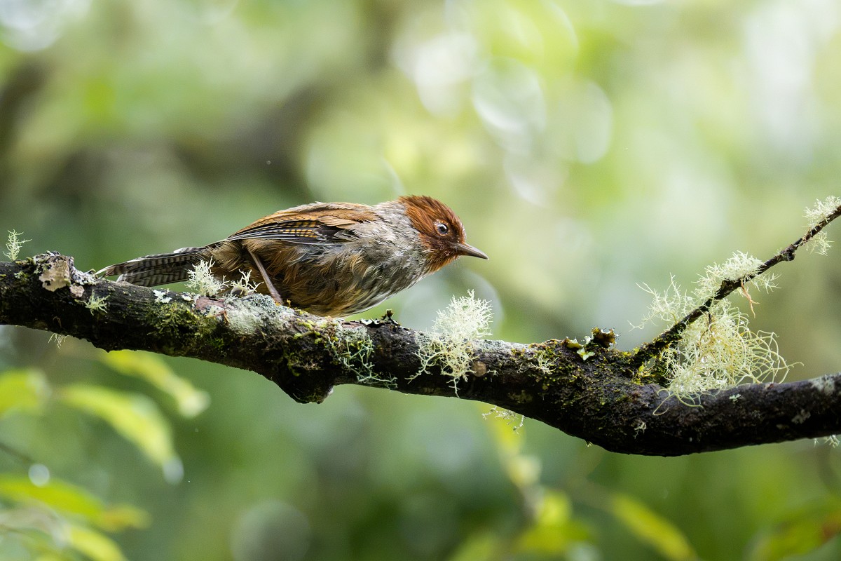 Sony α7R VI + SEL100400MC、400mm，F4.5、1/3200s、ISO 10000，紋翼畫眉〔看大圖〕